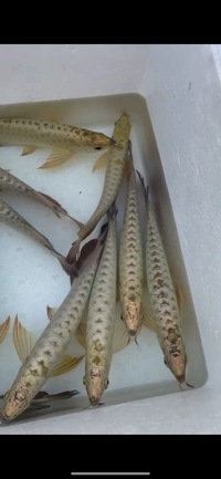 Premium Full Helmet Golden Head Arowana