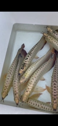 Premium Full Helmet Golden Head Arowana