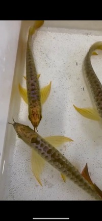 Premium Full Helmet Golden Head Arowana