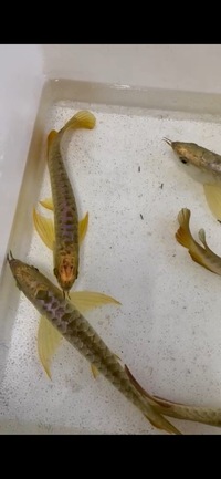 Premium Full Helmet Golden Head Arowana