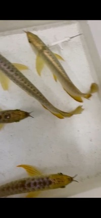 Premium Full Helmet Golden Head Arowana