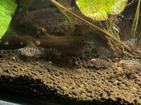 Ivanacara bimaculata