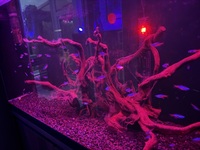 Must go Only £55 for 80-90 fish - Neon Tetras, Blue Rams, ember tetras, Hillstream loaches and emerald corydoras