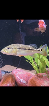 FOGO BASS