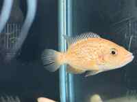 Male red dovii £50ono