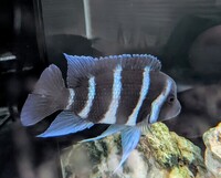 1st Gen Tank Bred Blue Zaire Moba Frontosa Cichlids