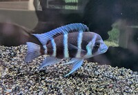 1st Gen Tank Bred Blue Zaire Moba Frontosa Cichlids
