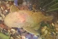 Proven Breeding Pair Albino Bristlenose Plecos