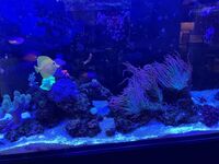 Red Sea Reefer 250 G2 Full Setup £1800 ono