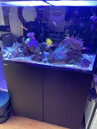 Red Sea Reefer 250 G2 Full Setup £1800 ono
