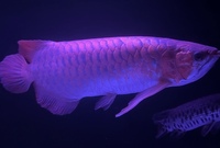SOLD SOLD Super red arowana 20 inch