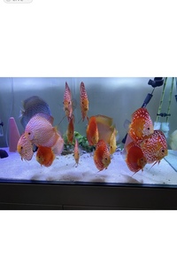 Discus : need to go this weekend : reduced