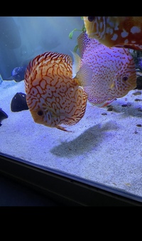 Discus : need to go this weekend : reduced