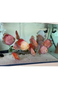 Discus : need to go this weekend : reduced