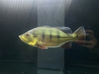 Het stingray BD X Pearl female and Peacock bass Ocillerias BUNDLE £420 ONO
