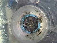Micro brittle starfish marine clean up crew