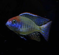 Lethrinops Redcap itungi breeding Group teesside