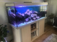 Aqua one 5 ft aquarium with corals