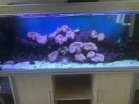 Aqua one 5 ft aquarium with corals