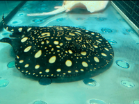 Adult Stingrays - Black Diamond and Albino Pearls