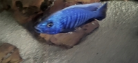 African cichlid blue haps group for sale