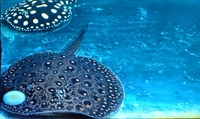 Mini marble and black diamond stingrays pub for sale