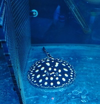 Mini marble and black diamond stingrays pub for sale