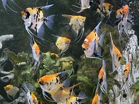 Bulk sale of home bred Koi Angels. Stunning fish