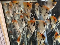 Bulk sale of home bred Koi Angels. Stunning fish