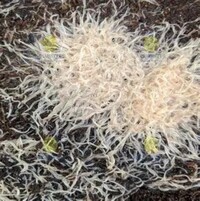 whiteworm & microworm starter WANTED