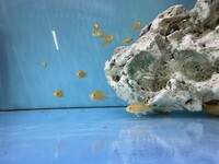 Labidochromis Electric yellow