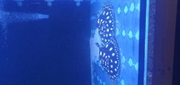 Pair of Austrian bd rays