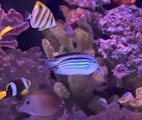 Adult male Lamarck Angelfish