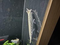 12 inch Florida gar