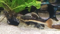 Red tail catfish for sale £40