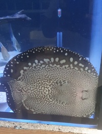 Pair of Austrian bd rays