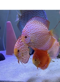 Discus sale : good to go ASAP