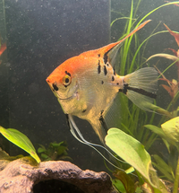 Angel fish