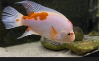 Breeding Midas Pair- 10 inches male and 5 inches female, £100