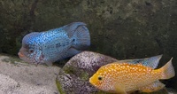 King Kamfa Flowerhorn about 8-9 inches £150