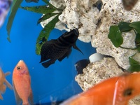Wild Lake Tanganyika Cichlids for sale