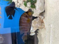 Wild Lake Tanganyika Cichlids for sale