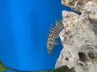 Wild Lake Tanganyika Cichlids for sale