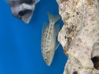 Wild Lake Tanganyika Cichlids for sale
