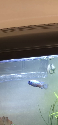 1 x Electric Blue Acara male, 6-months