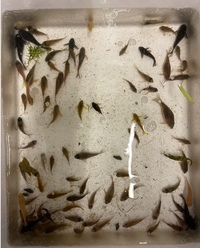 Group of Corydoras x 69