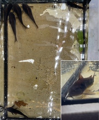Group of Corydoras x 69