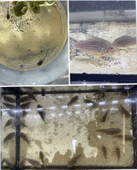 Group of Corydoras x 69