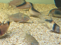 Group of Corydoras x 69