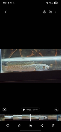 Snakehead: Channa Gold Dust and Channa Pulchra